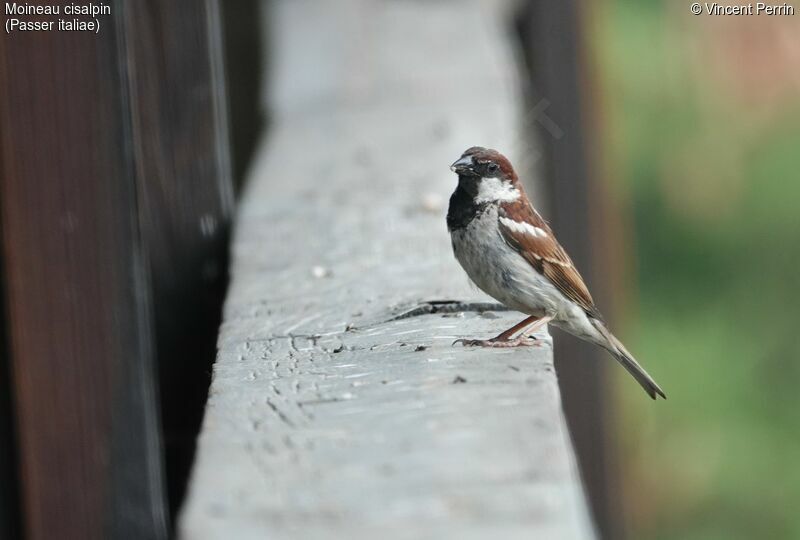 Italian Sparrow male adult, Reproduction-nesting