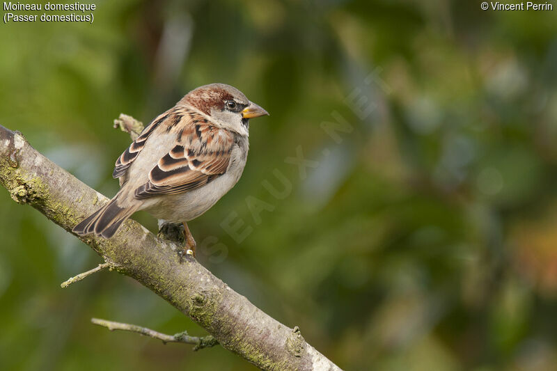 House Sparrow male