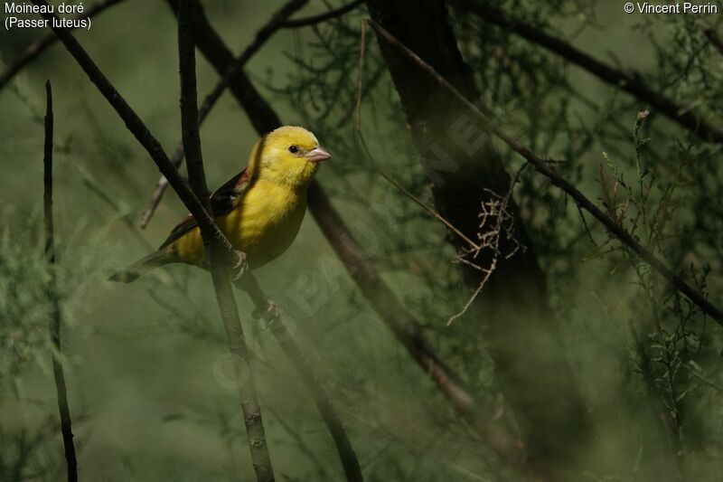 Sudan Golden Sparrow