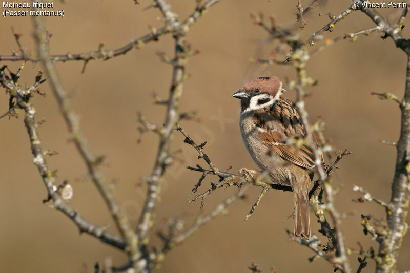 Moineau friquet