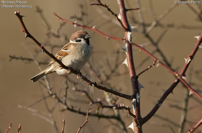 Moineau friquet