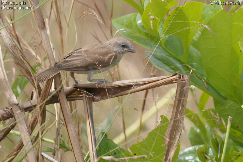 Moineau grisjuvénile