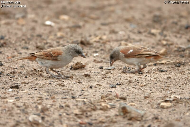 Northern Grey-headed Sparrow