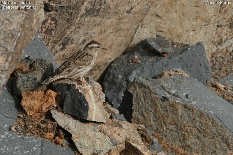 Rock Sparrowadult breeding, Reproduction-nesting