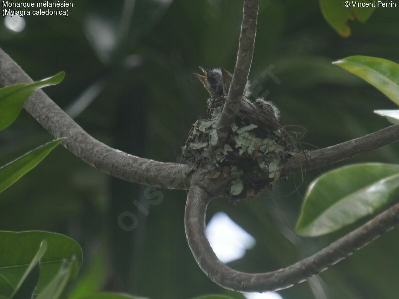 Melanesian Flycatcher