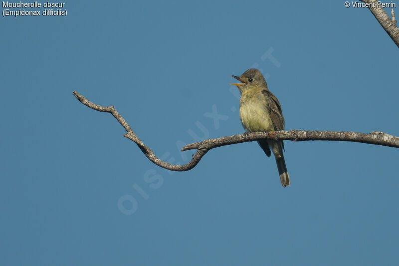 Western Flycatcher male adult, song