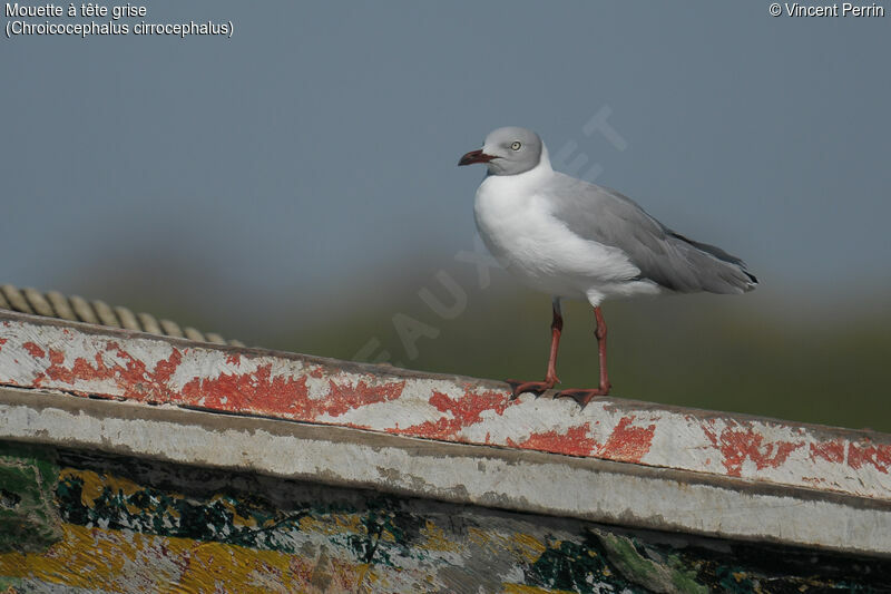 Mouette à tête griseadulte