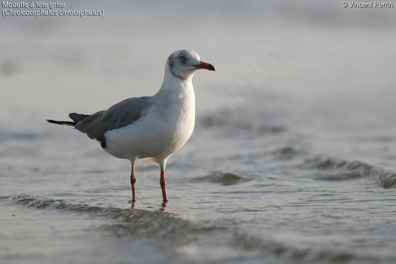 Mouette à tête grise