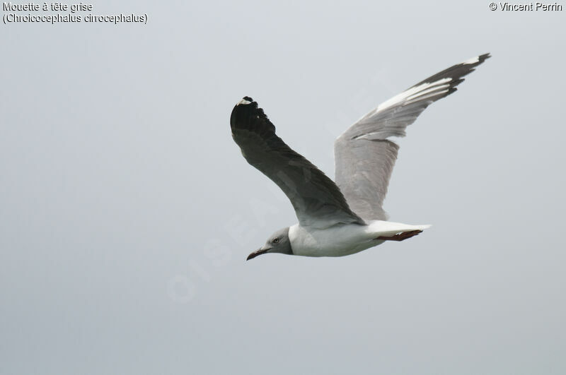 Mouette à tête griseadulte