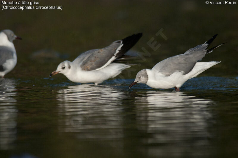 Mouette à tête grise