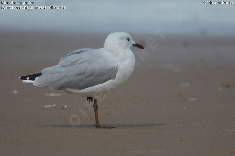 Mouette argentéeadulte