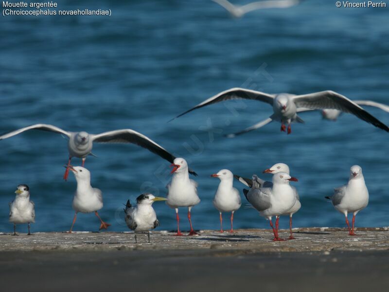 Mouette argentée