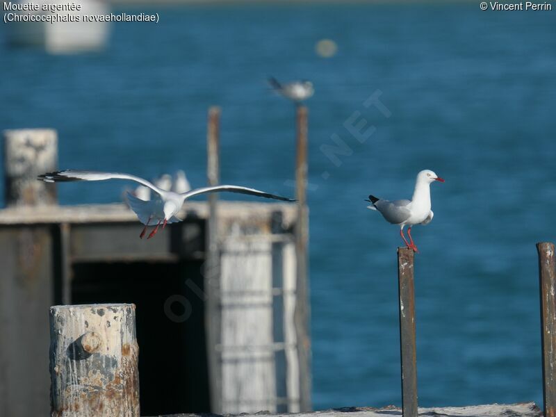 Mouette argentée