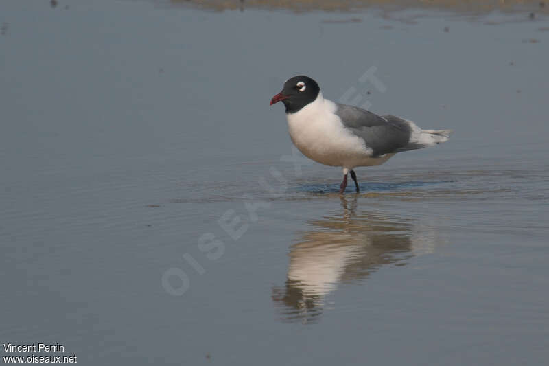 Mouette de Franklinadulte nuptial, identification