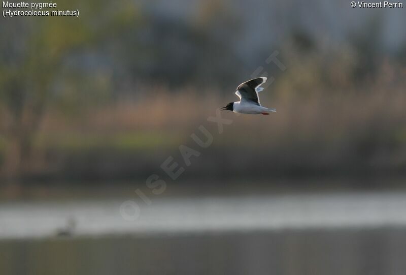 Mouette pygméeadulte