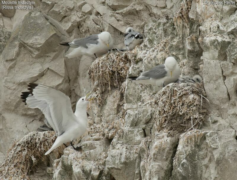 Black-legged Kittiwake, Reproduction-nesting