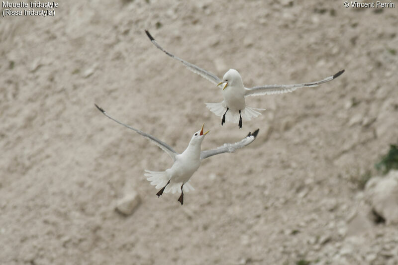 Black-legged Kittiwake, Reproduction-nesting