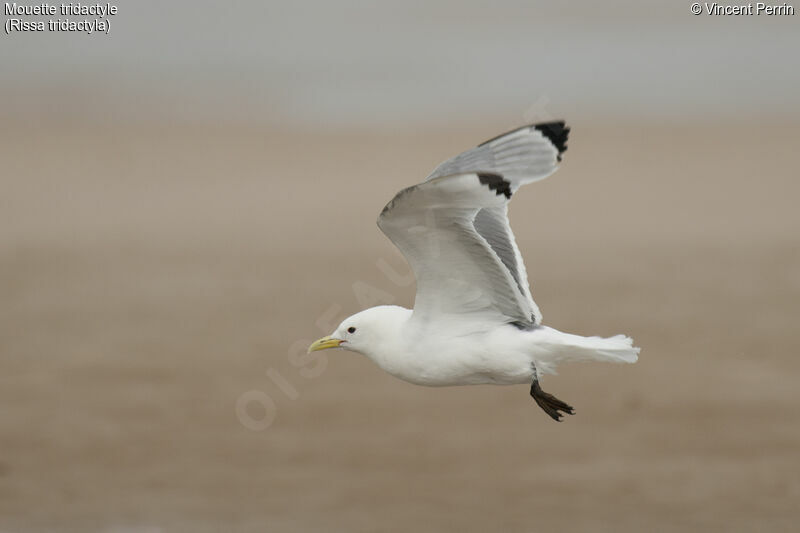 Black-legged Kittiwakeadult