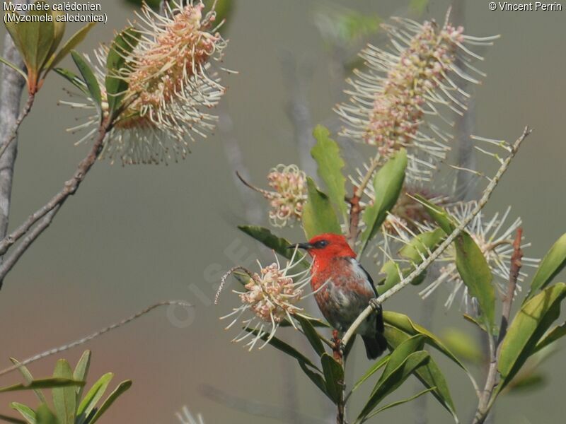 New Caledonian Myzomela