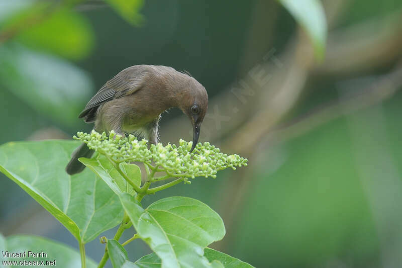 Dusky Myzomelaadult