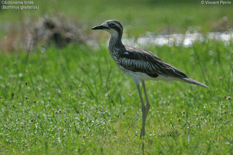 Bush Stone-curlew