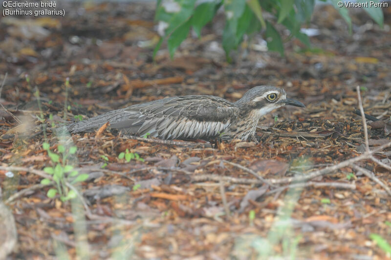 Bush Stone-curlew