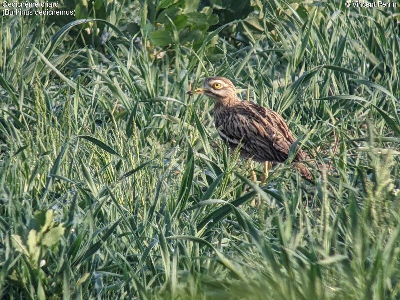 Oedicnème criard, identification, Nidification