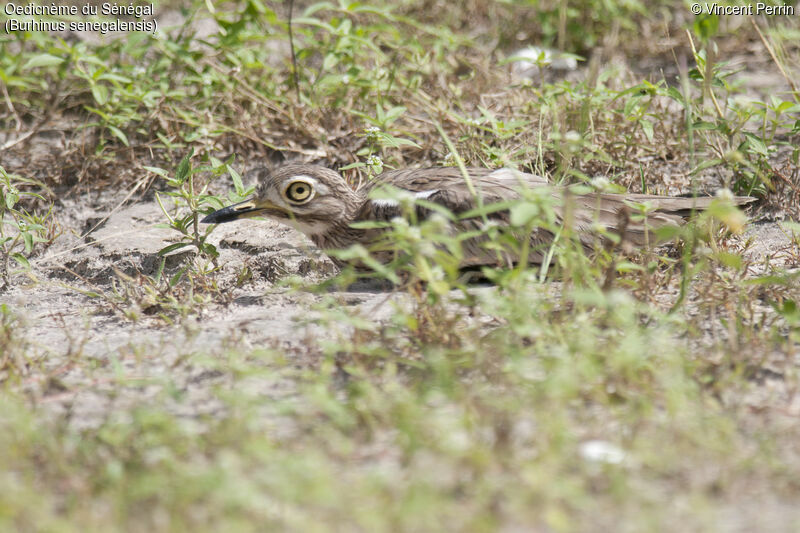 Oedicnème du Sénégal, camouflage, Nidification