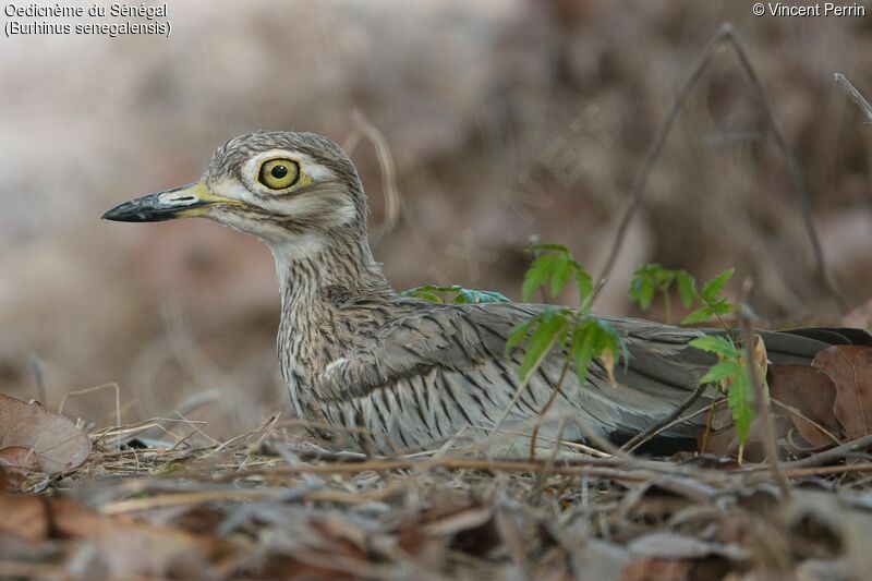 Senegal Thick-knee