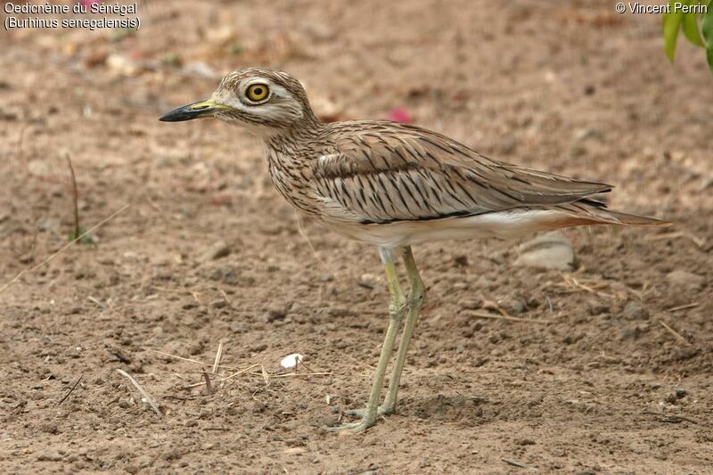 Senegal Thick-knee, close-up portrait