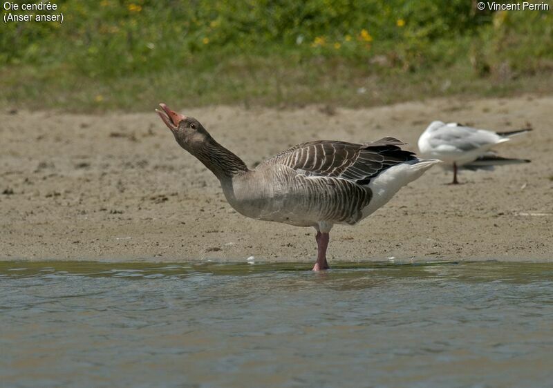 Greylag Gooseadult