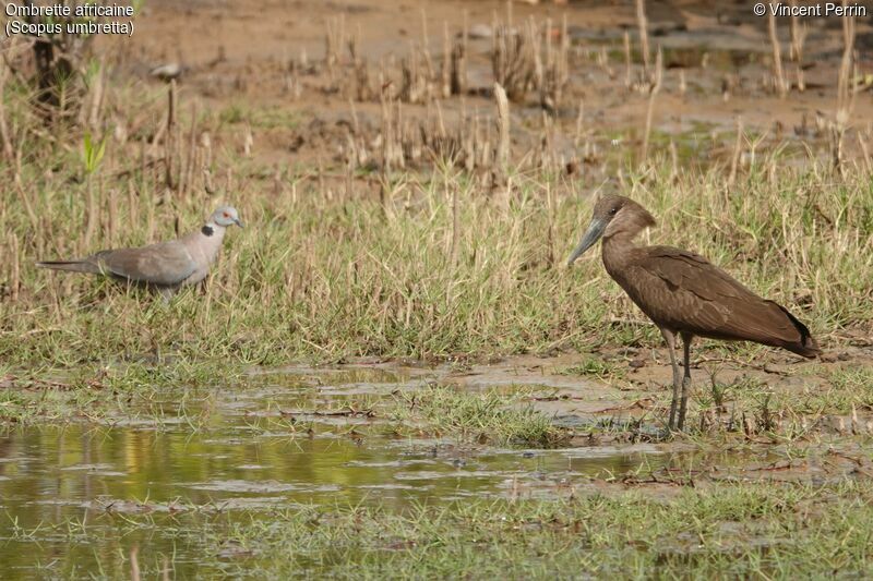 Ombrette africaine, mange