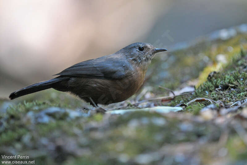 Rockwarbler