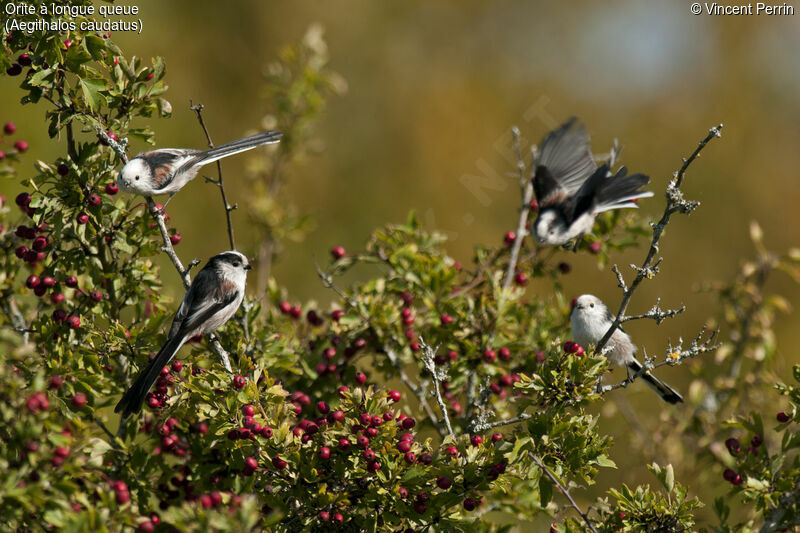 Long-tailed Tit