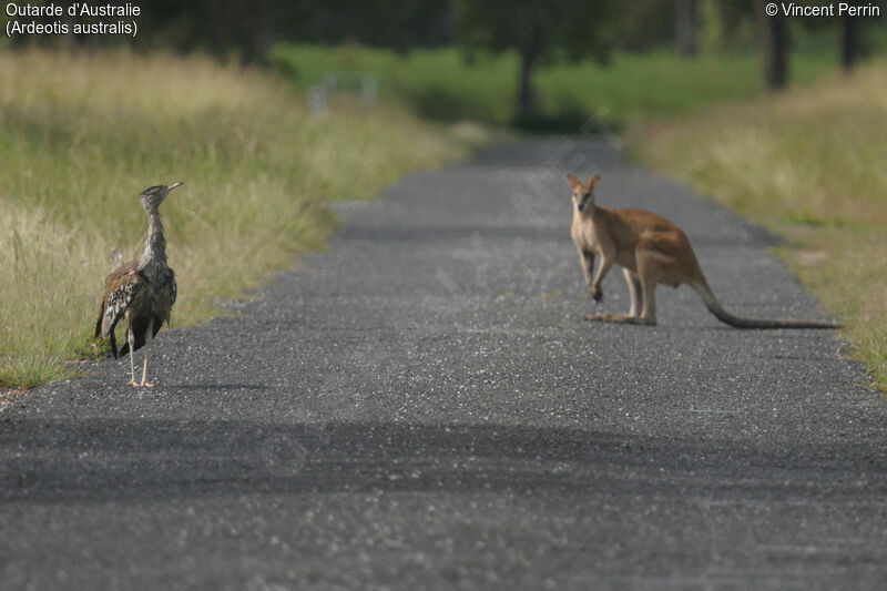 Outarde d'Australie mâle adulte