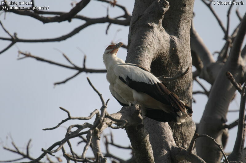 Palm-nut Vultureadult