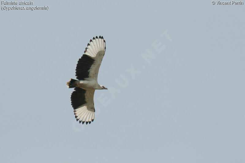 Palm-nut Vulture