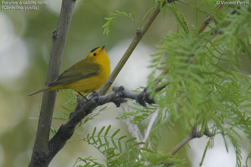 Wilson's Warbler male adult