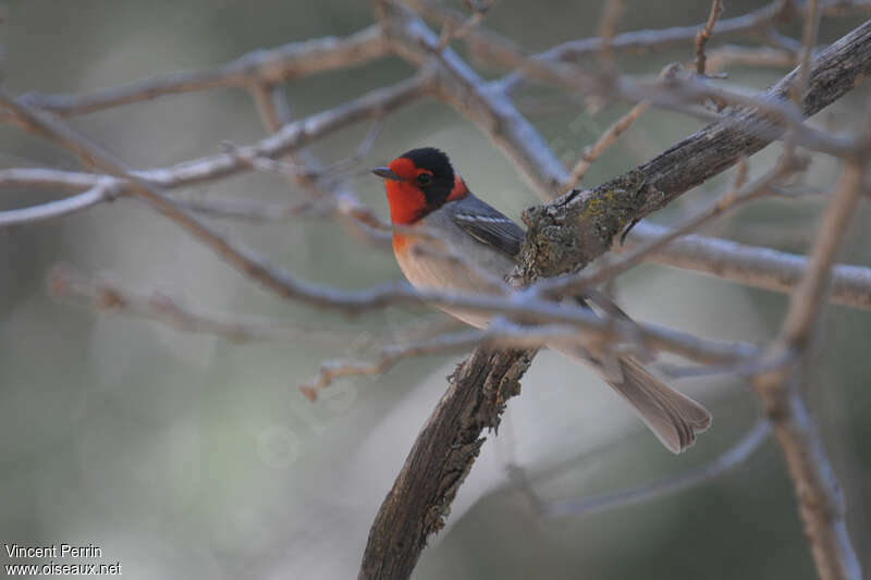 Red-faced Warbler male adult