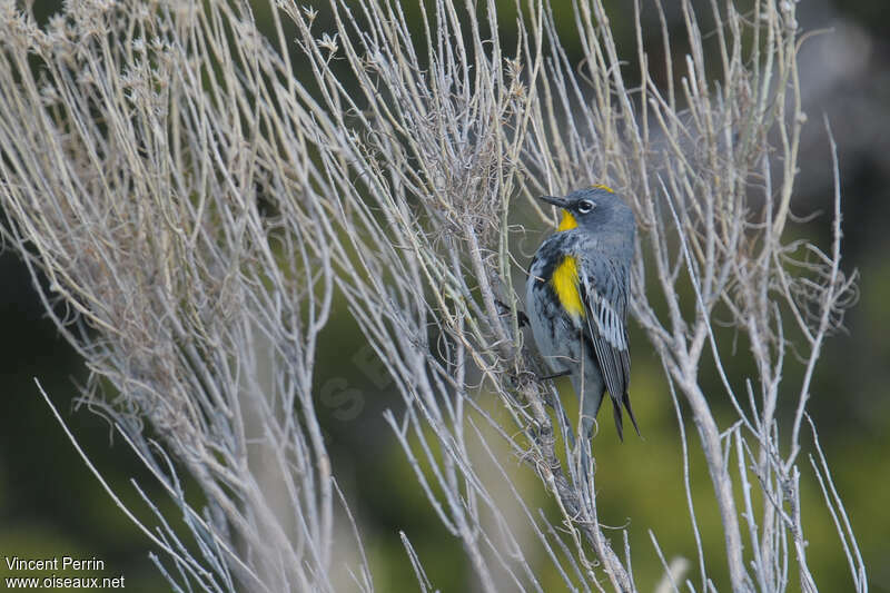 Paruline d'Audubon mâle adulte, pigmentation