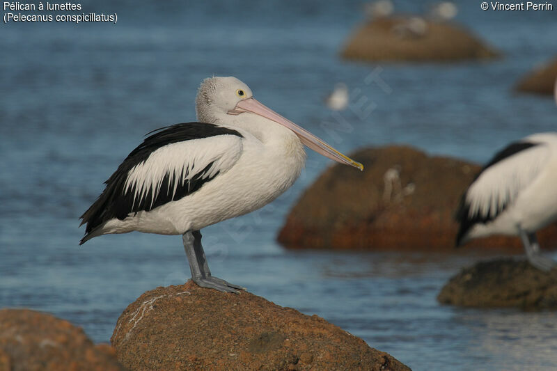 Australian Pelicanadult