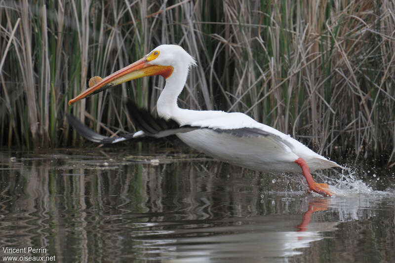 American White Pelicanadult breeding, identification