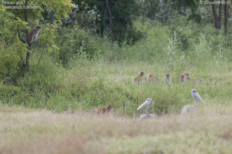 Pélican gris