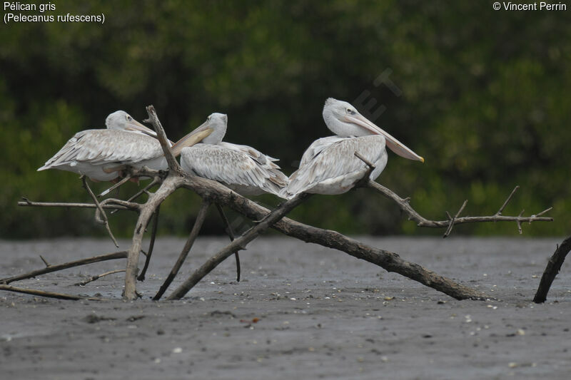 Pink-backed Pelican