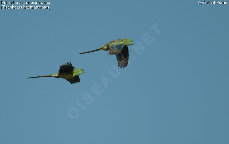 Red-rumped Parrot