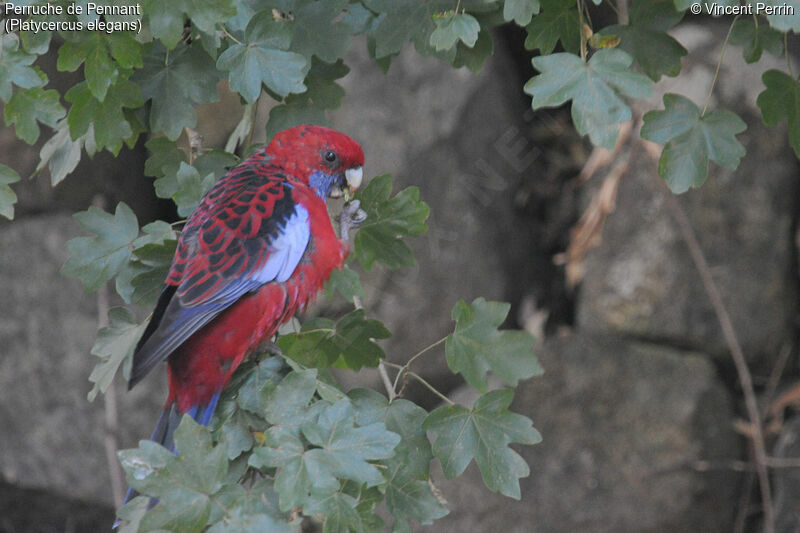 Crimson Rosellaadult