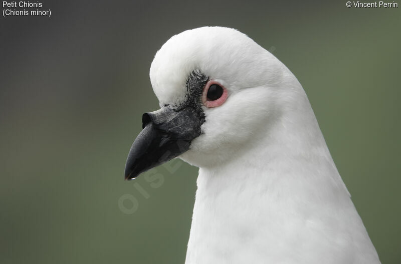 Black-faced Sheathbill