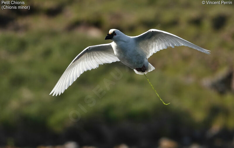 Black-faced Sheathbill