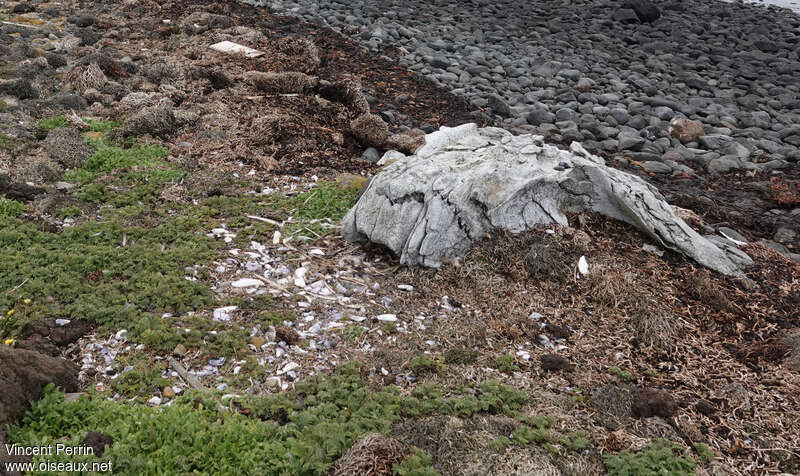 Black-faced Sheathbilladult, habitat, Reproduction-nesting