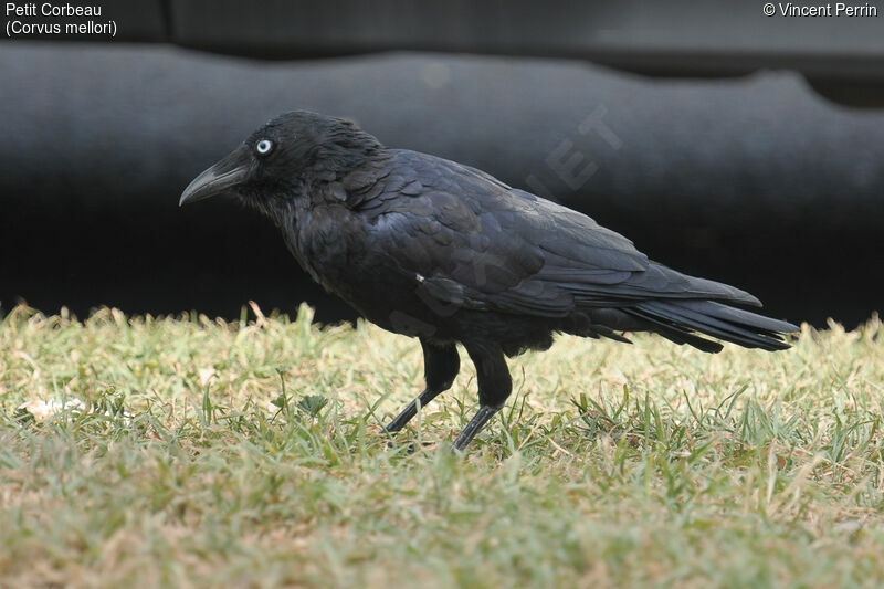 Little Ravenadult